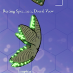 Kusga Leaper